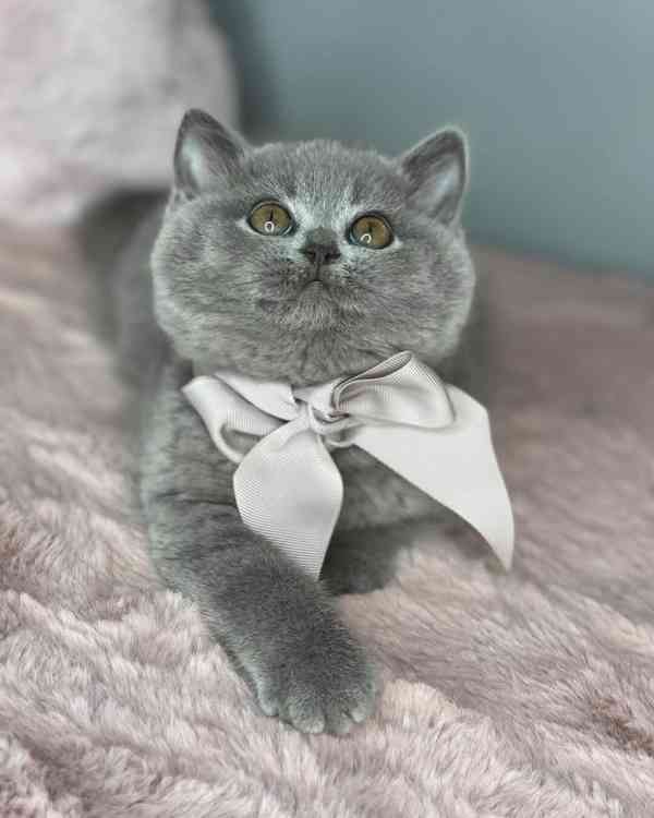 British Shorthair - foto 3