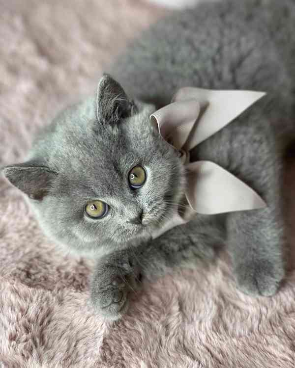 British Shorthair - foto 2