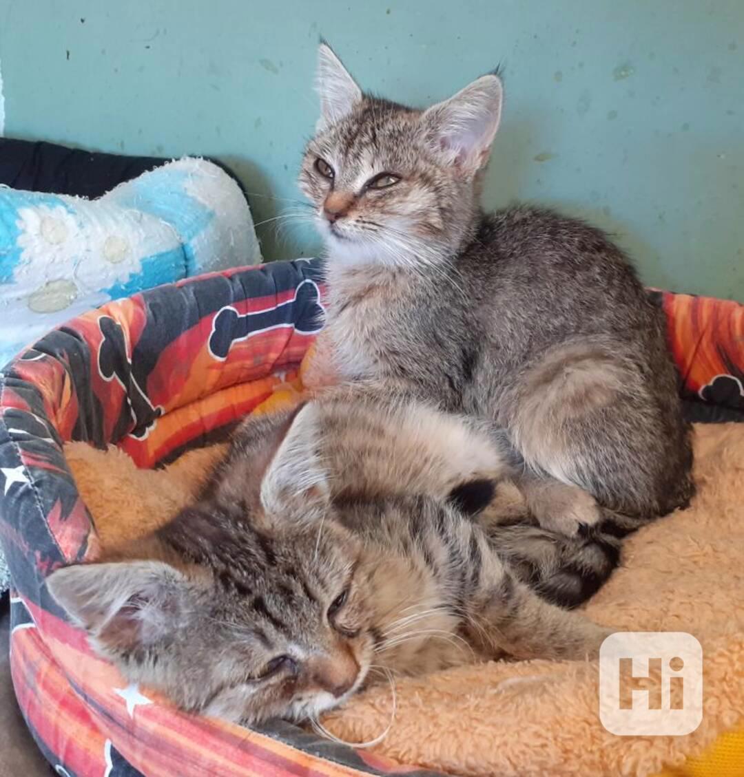 Mazlivá, hravá 3měsíční mourinka Silvinka  - foto 1