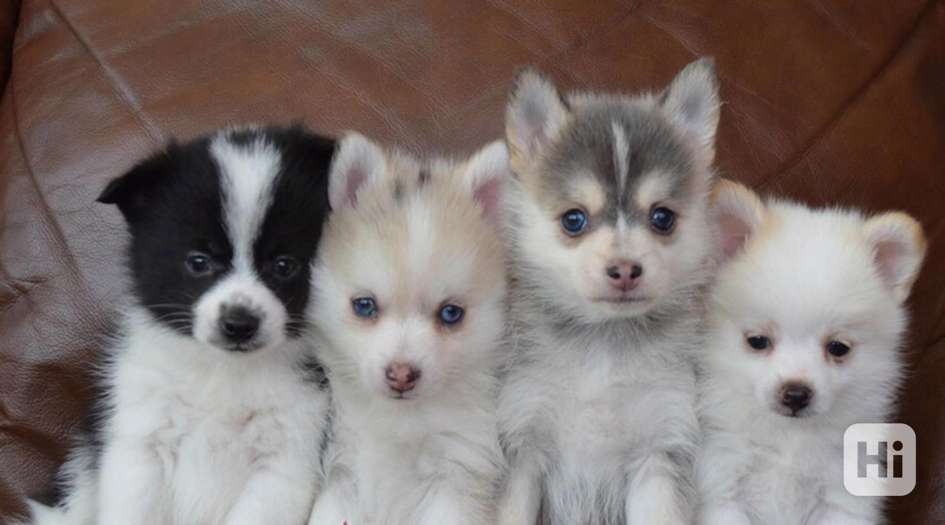 Pomský štěňata - foto 1