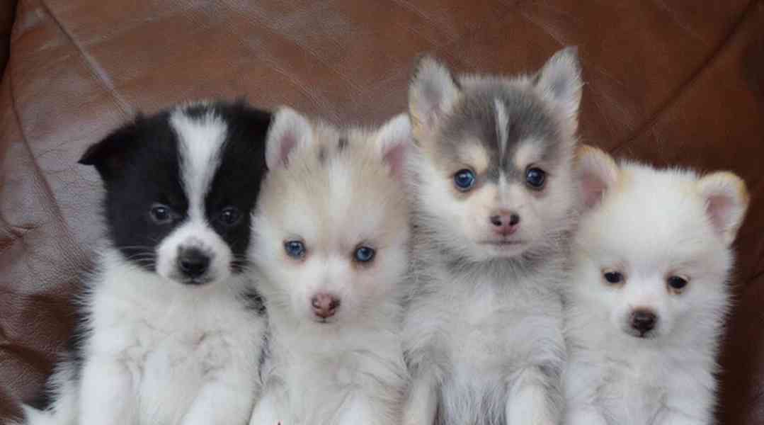 Pomský štěňata - foto 1