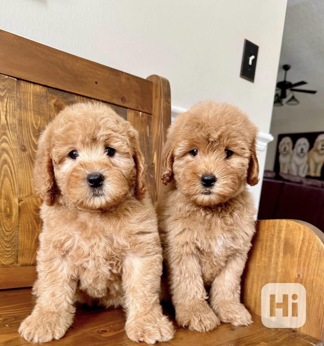 Hochwertige koreanische Maltipoos - foto 1