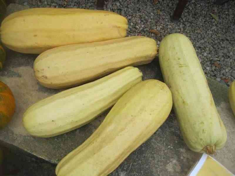 Tykev Kveta - semena - foto 1