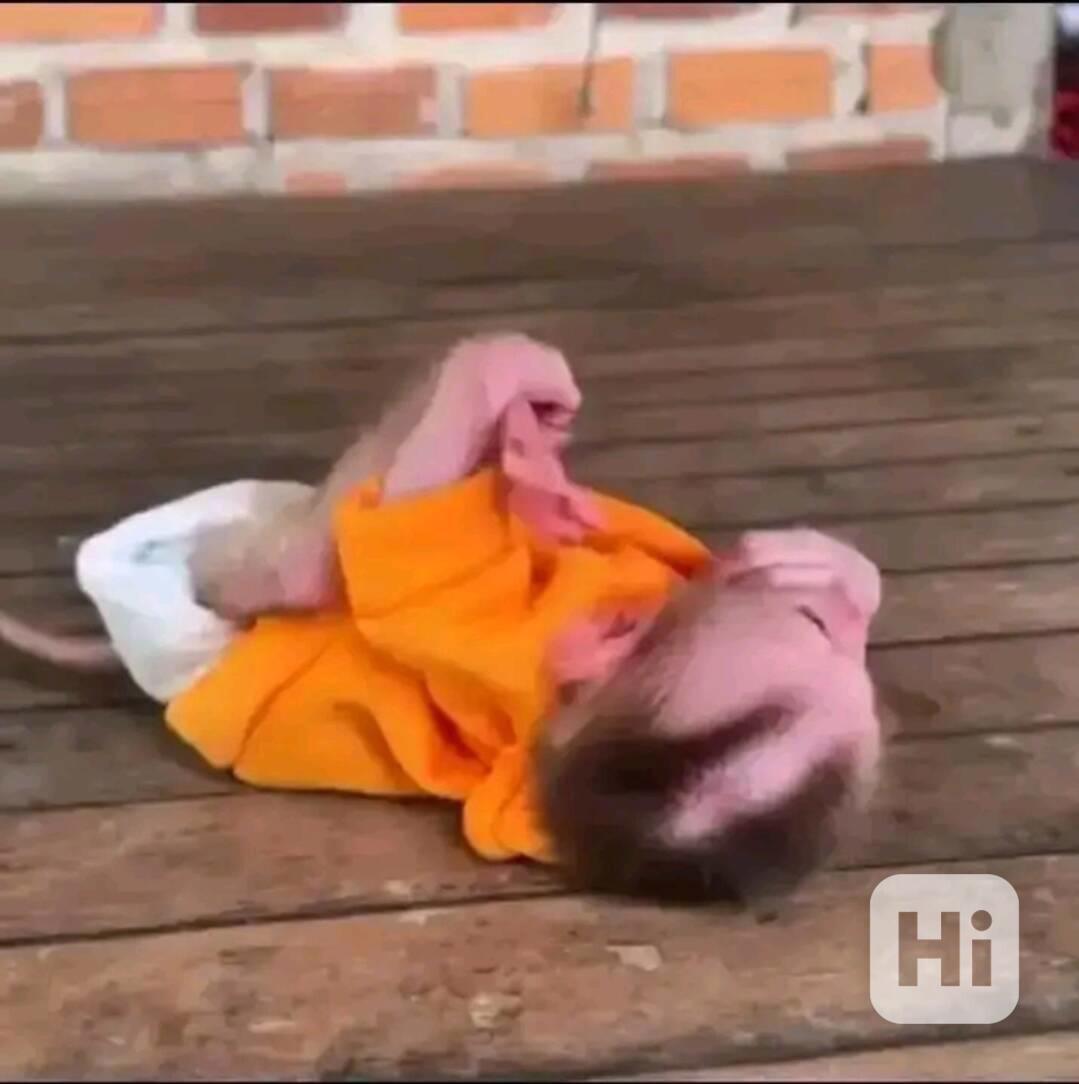   Kapucíni odchovaní mláďaty - foto 1