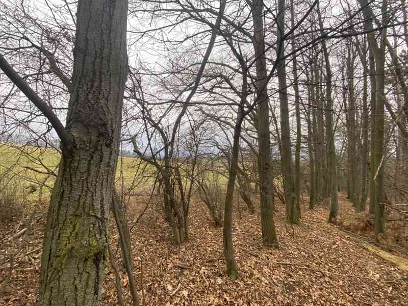 Lesní pozemek Boršice u Blatnice - foto 3