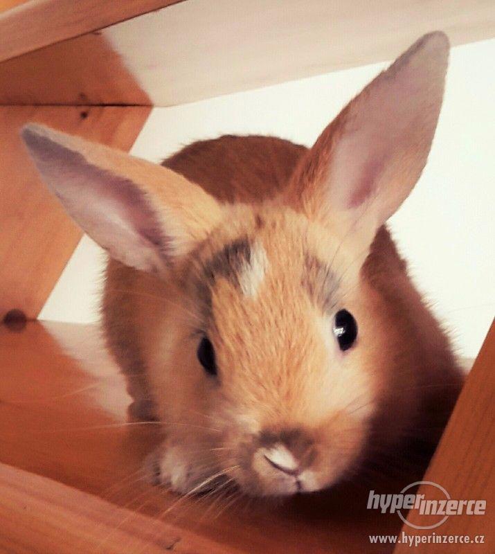 Zakrslý králík - foto 1