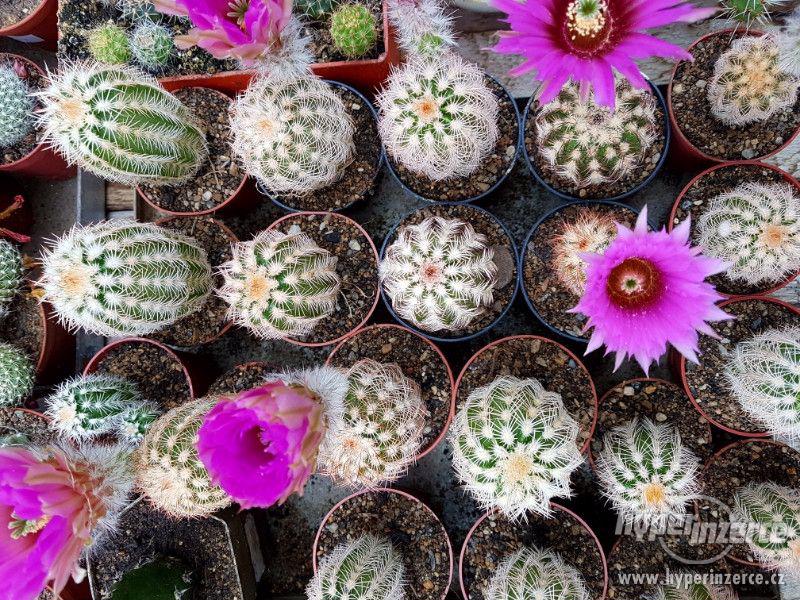 Prodám kaktusy - foto 4