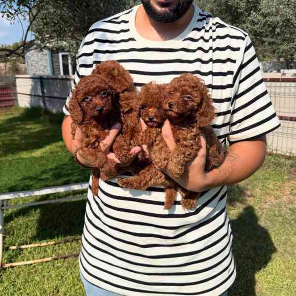 štěňátka pudl k adopci zdarma - foto 1