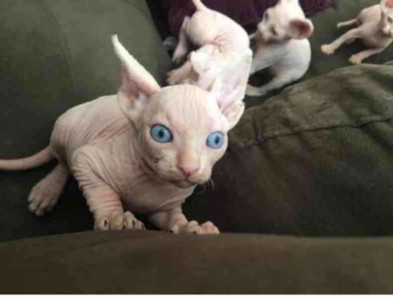 Krásná koťátka sphynxů na prodej - foto 1