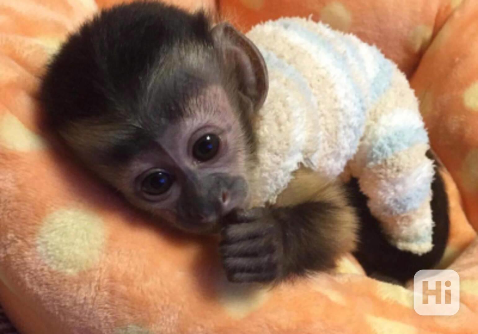 mláďata kapucínek k dispozici - foto 1