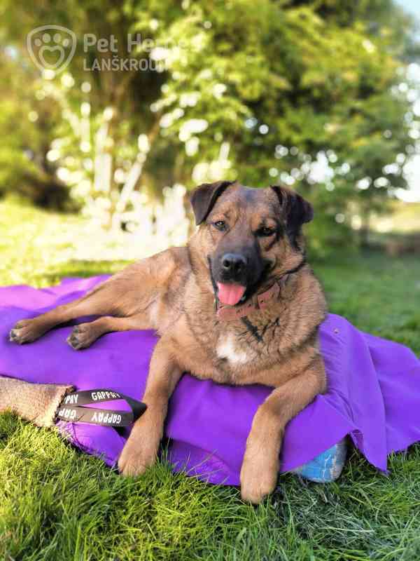 Guliana - sympaťanda hledá domov, německý ovčák x - foto 2
