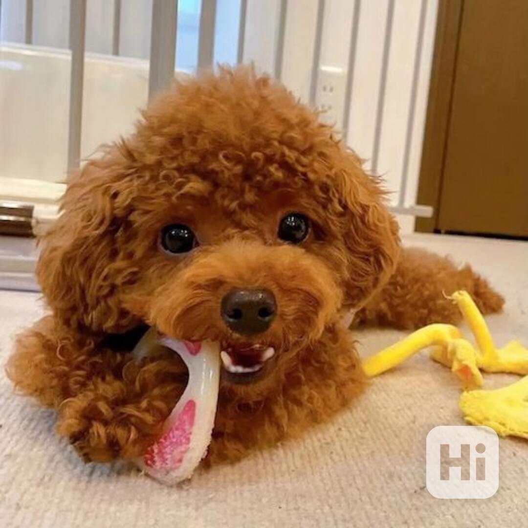 Roztomilé štěňátko pudla hledá nový domov - foto 1