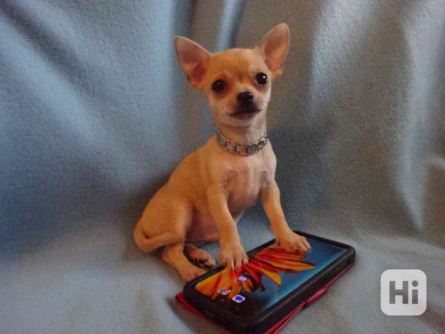 🐶 Nabízím štěňátko čivava bez PP, krátkosrstý pejsek 🐾 - foto 1