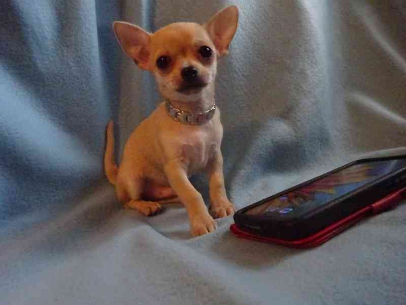 🐶 Nabízím štěňátko čivava bez PP, krátkosrstý pejsek 🐾 - foto 3