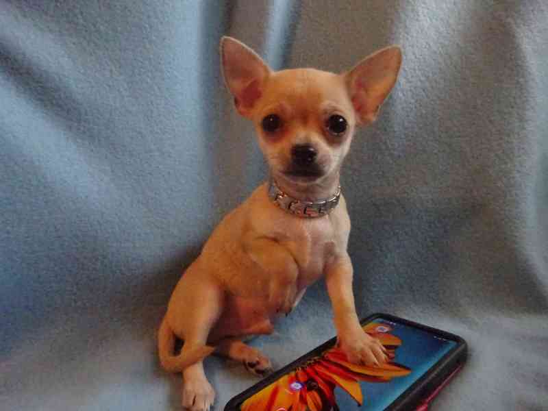 🐶 Nabízím štěňátko čivava bez PP, krátkosrstý pejsek 🐾 - foto 2