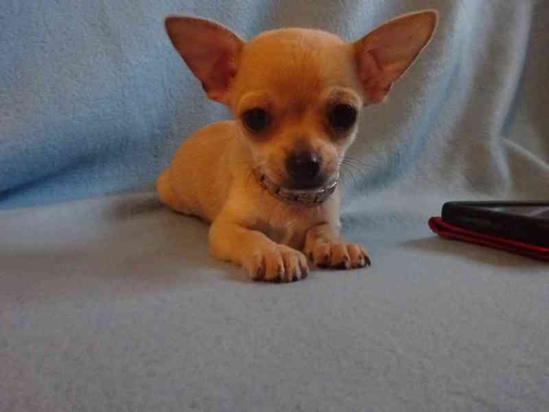 🐶 Nabízím štěňátko čivava bez PP, krátkosrstý pejsek 🐾 - foto 5