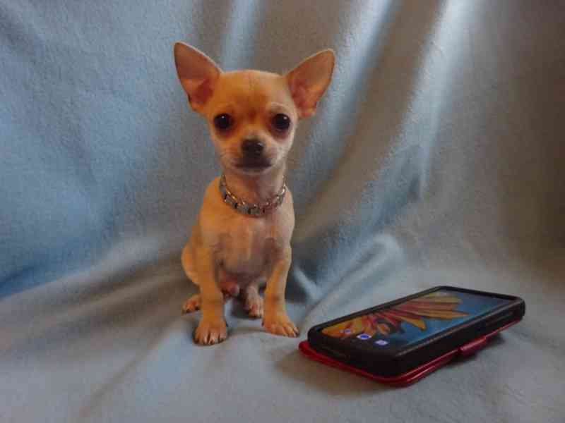 🐶 Nabízím štěňátko čivava bez PP, krátkosrstý pejsek 🐾 - foto 7