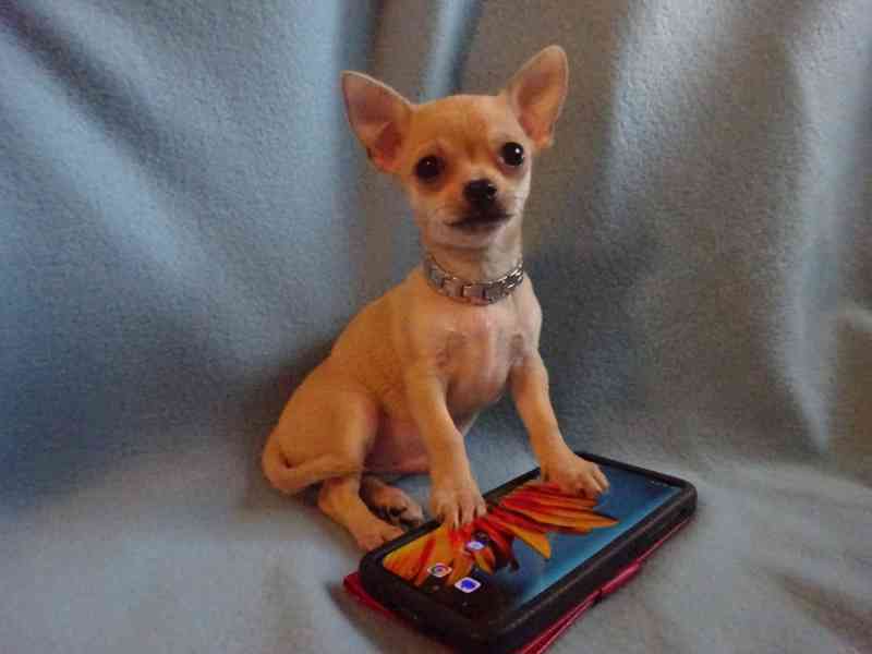 🐶 Nabízím štěňátko čivava bez PP, krátkosrstý pejsek 🐾 - foto 1