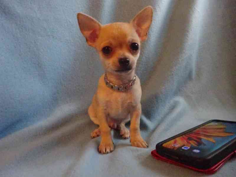 🐶 Nabízím štěňátko čivava bez PP, krátkosrstý pejsek 🐾 - foto 6