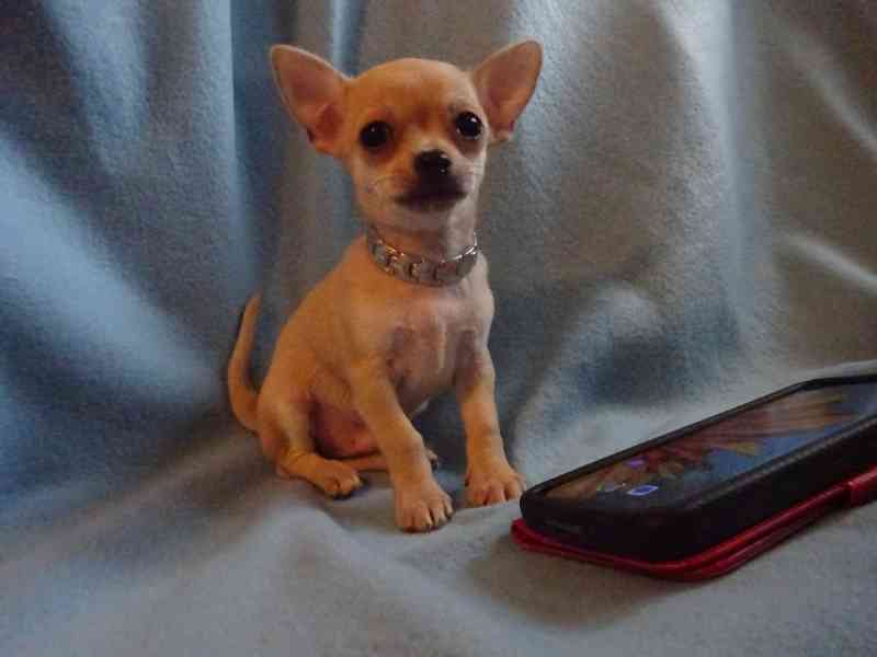 🐶 Nabízím štěňátko čivava bez PP, krátkosrstý pejsek 🐾 - foto 4