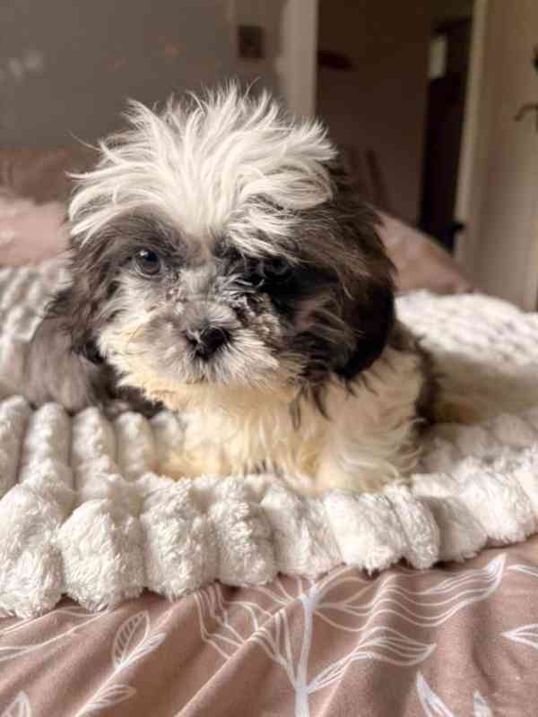 Štěňata Shih Tzu na prodej: 2 holky a 1 kluk..napište - foto 4