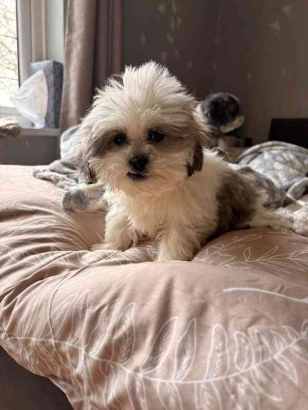 Štěňata Shih Tzu na prodej: 2 holky a 1 kluk..napište - foto 3