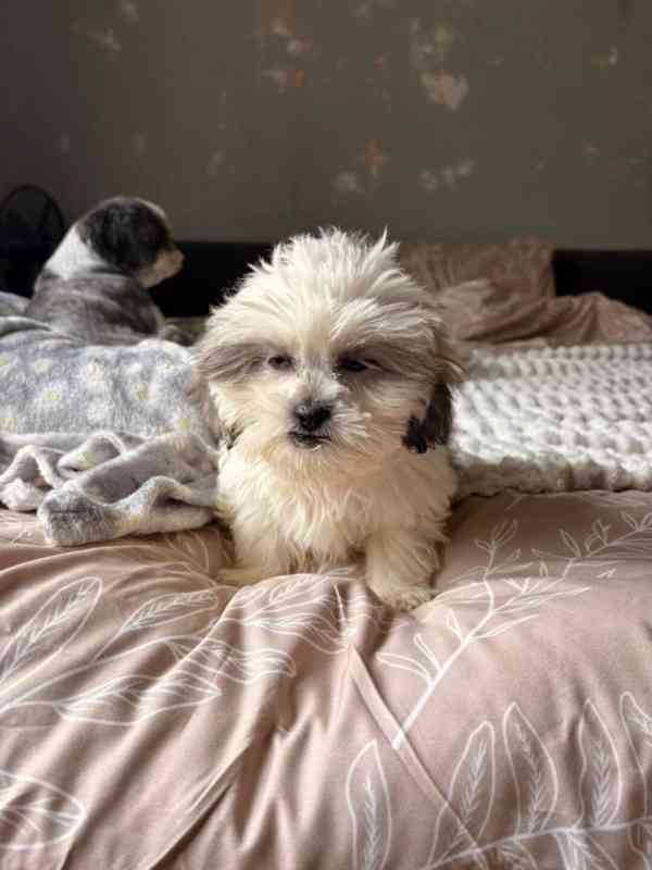 Štěňata Shih Tzu na prodej: 2 holky a 1 kluk..napište - foto 2