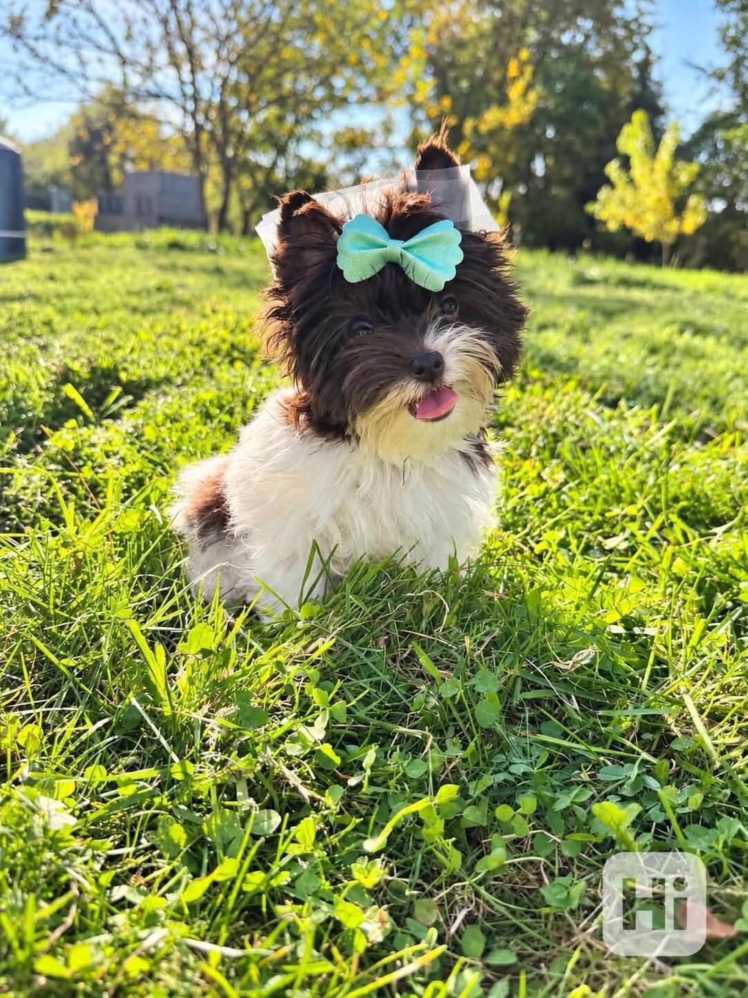 Biewer Jorkšírský terier mini kluk - foto 1