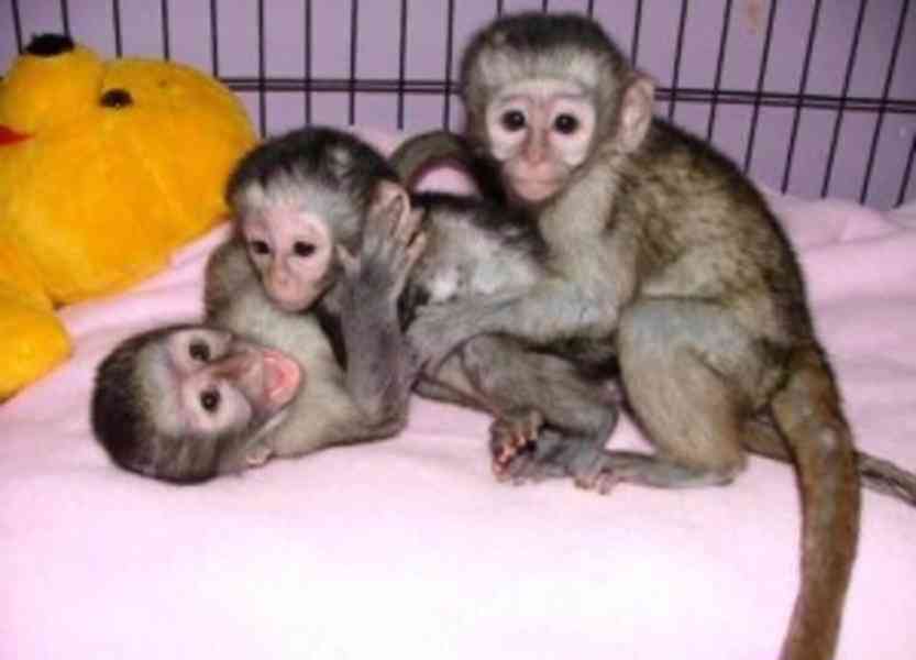 dobře vycvičené kapucínské opice k adopci - foto 1