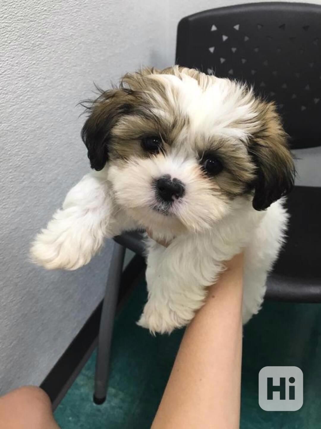 Dárek štěňátka shih tzu k adopci zdarma   - foto 1