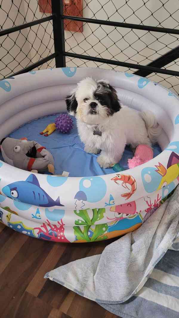 Dárek štěňátka shih tzu k adopci zdarma   - foto 3