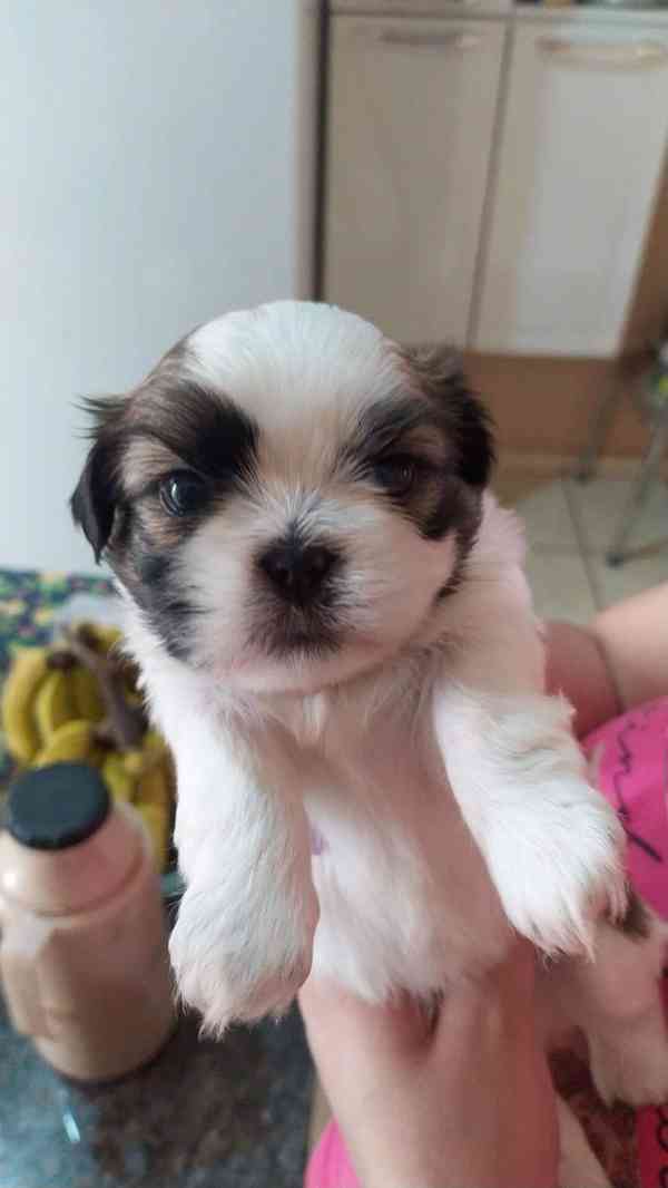 Dárek štěňátka shih tzu k adopci zdarma   - foto 2