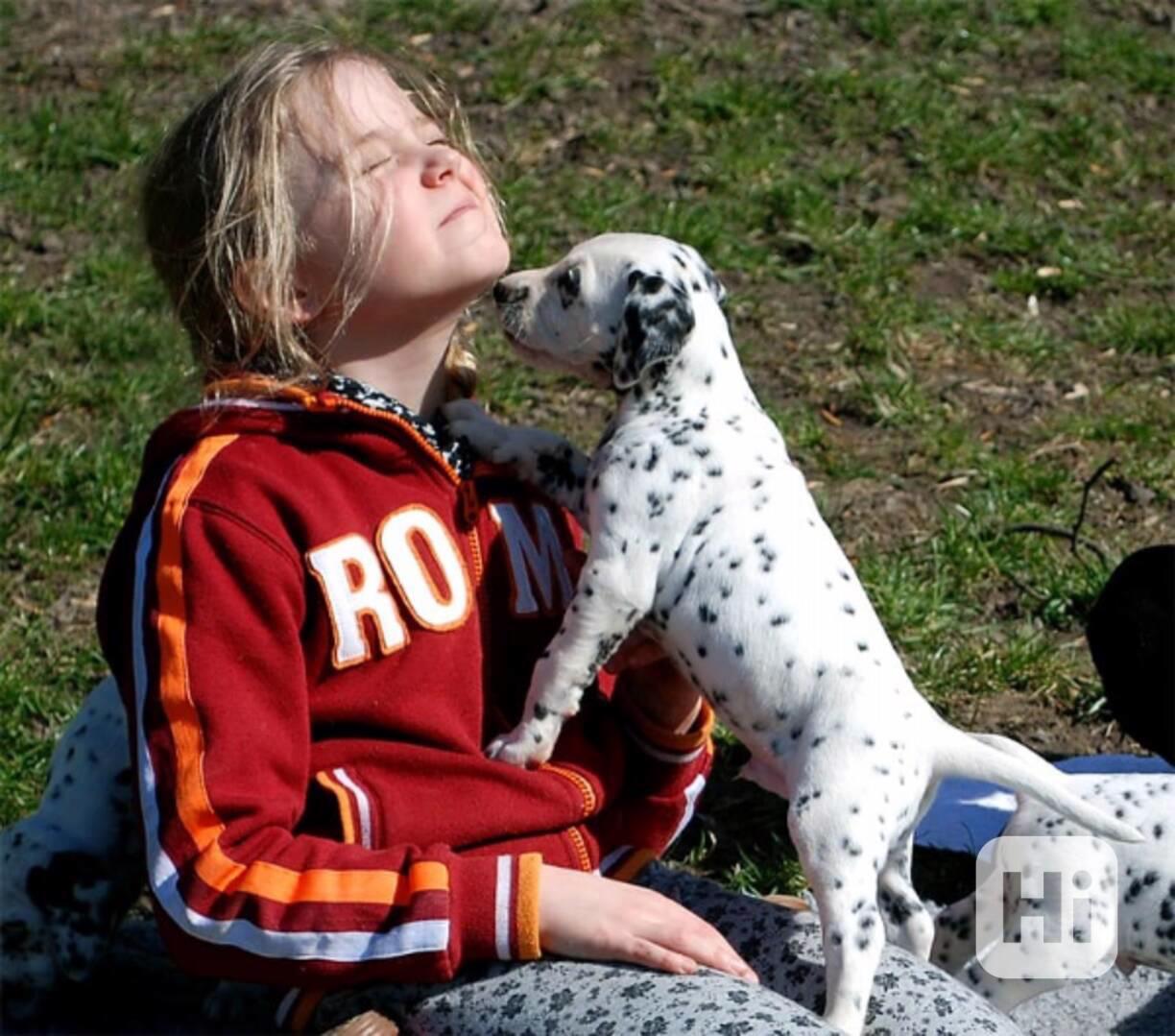 Krásní, vynikající štěňata dalmatinů, kluk a fenka - foto 1