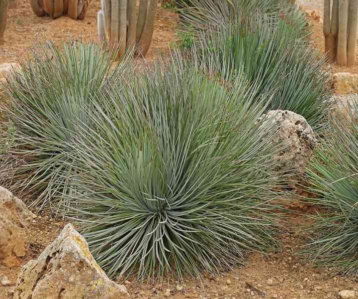 sazenice Agave striata subsp. falcata