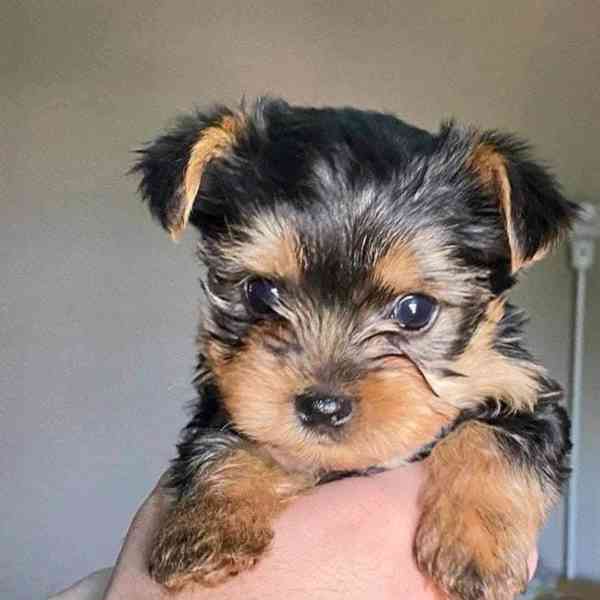 Štěně jorkšírského teriéra - foto 2