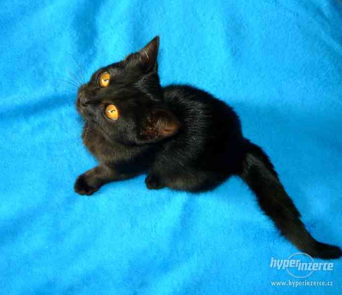 Dvouměsíční černá kočička, BRNO a okolí - foto 1