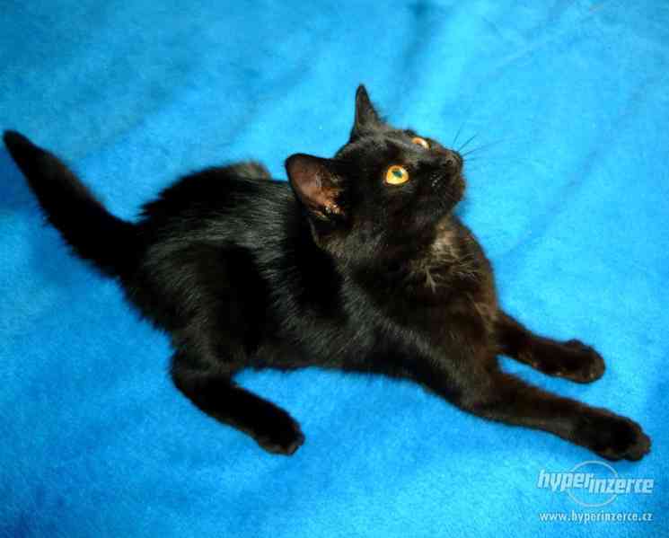Dvouměsíční černá kočička, BRNO a okolí - foto 2