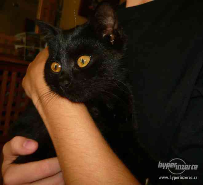 Dvouměsíční černá kočička, BRNO a okolí - foto 3
