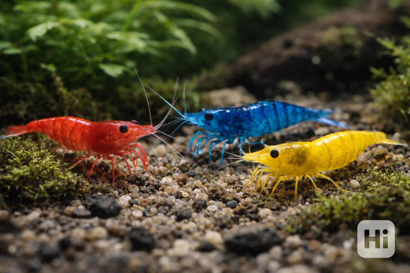 Krevetky - Červená, modrá, žlutá, nenáročné - foto 1