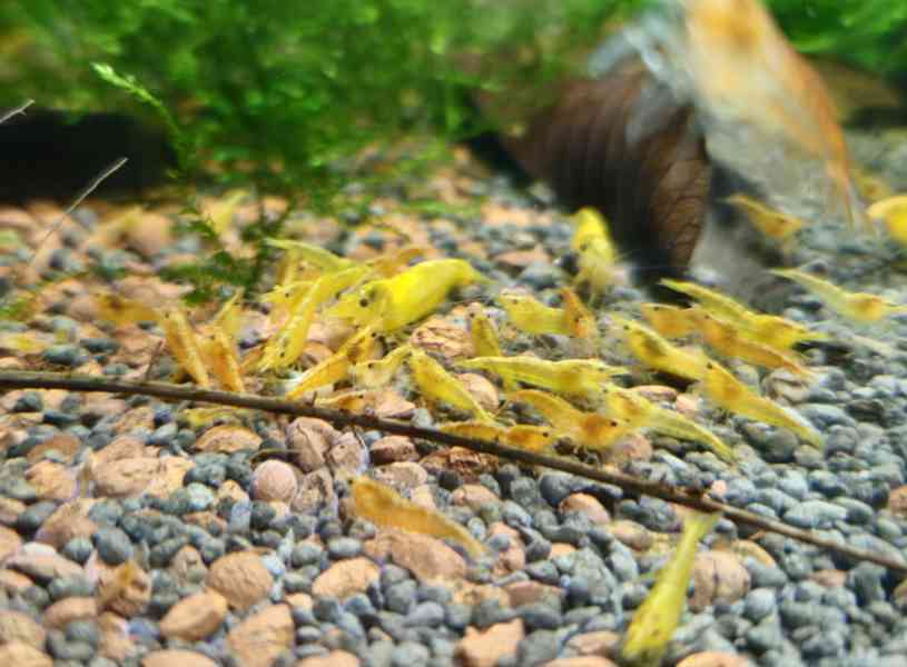 Krevetky - Červená, modrá, žlutá, nenáročné - foto 10