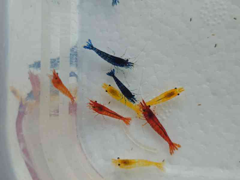 Krevetky - Červená, modrá, žlutá, nenáročné - foto 5