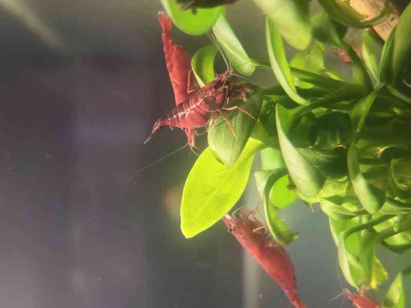 Krevetky - Červená, modrá, žlutá, nenáročné - foto 3