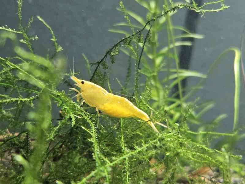 Krevetky - Červená, modrá, žlutá, nenáročné - foto 2