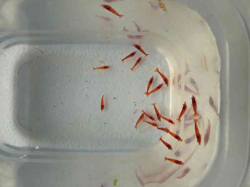 Krevetky - Červená, modrá, žlutá, nenáročné - foto 4