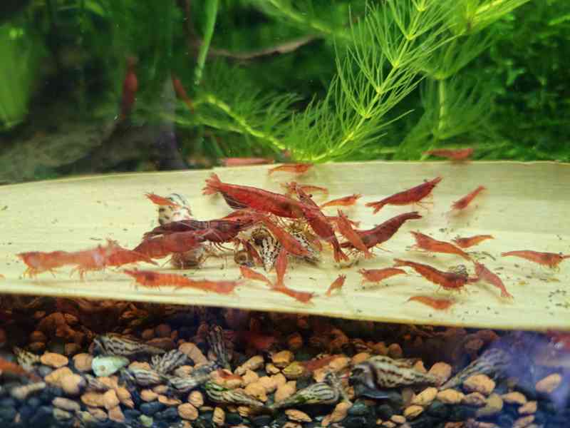 Krevetky - Červená, modrá, žlutá, nenáročné - foto 8