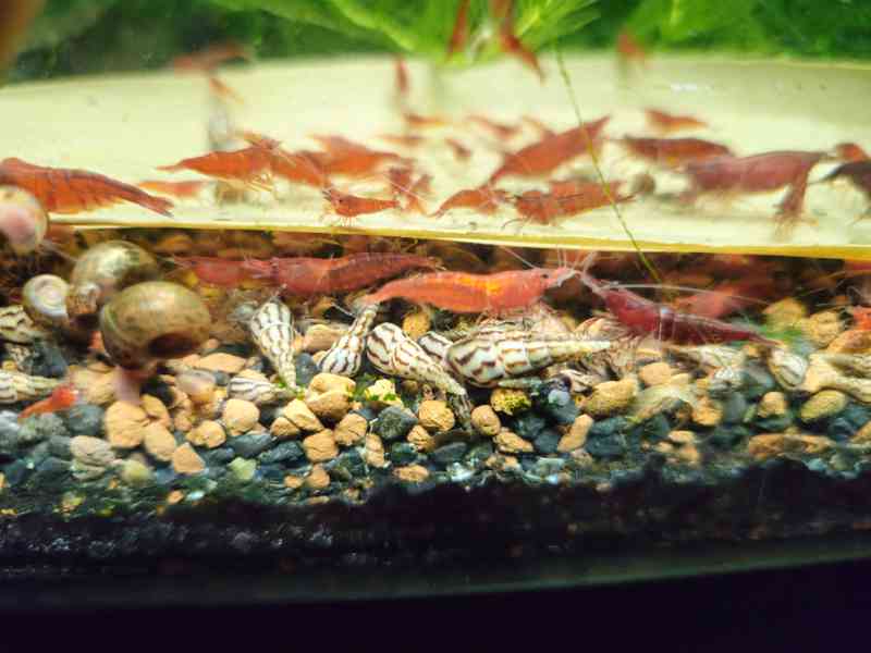 Krevetky - Červená, modrá, žlutá, nenáročné - foto 7