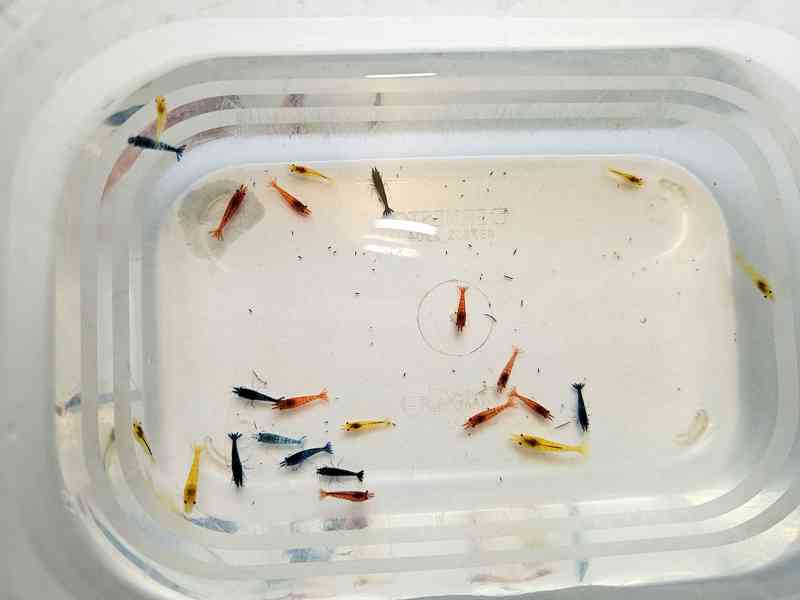 Krevetky - Červená, modrá, žlutá, nenáročné - foto 9