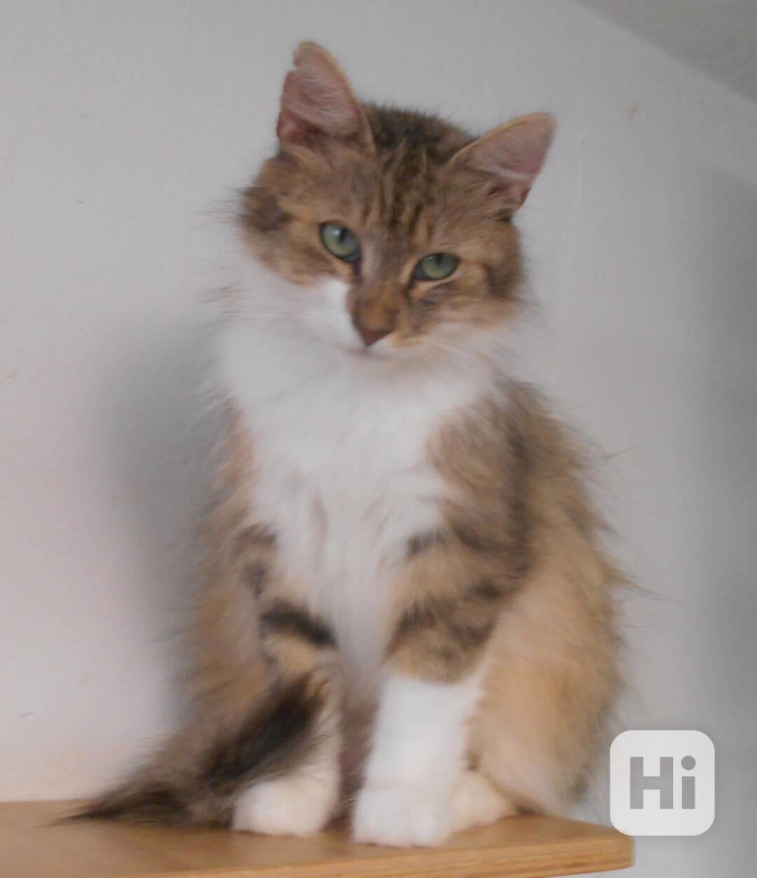 Mladá dlouhosrstá 1,5roční Tina hledá domov.  - foto 1