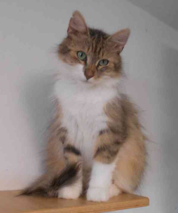 Mladá dlouhosrstá 1,5roční Tina hledá domov.  - foto 3