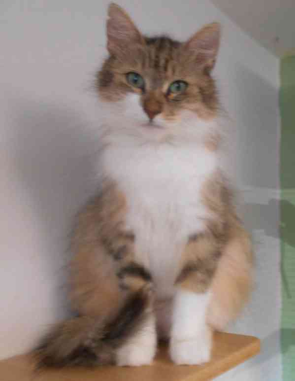 Mladá dlouhosrstá 1,5roční Tina hledá domov.  - foto 5